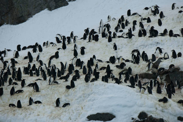 istock Photos of antartica 975285782