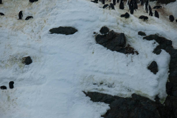 istock Photos of antartica 975285784
