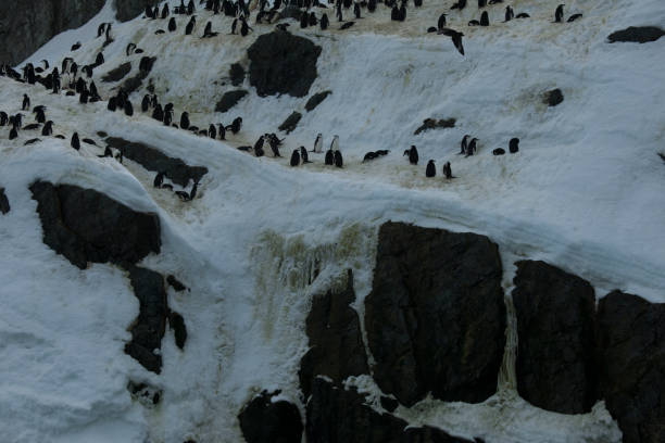 Antartica and its penguins
