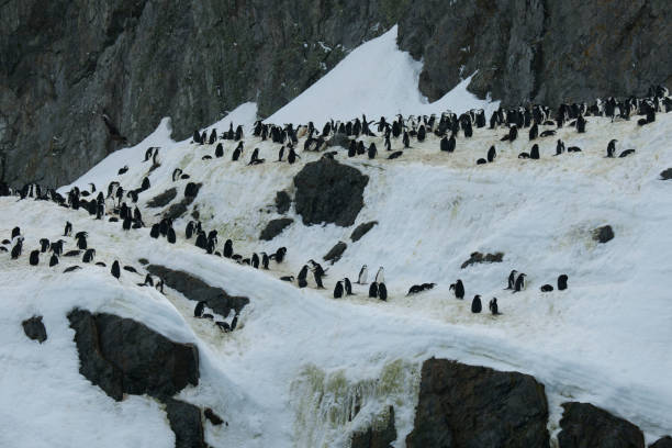 istock Antartica and its penguins 975287024