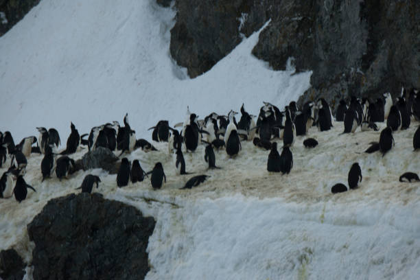 istock Antartica and its penguins 975287040