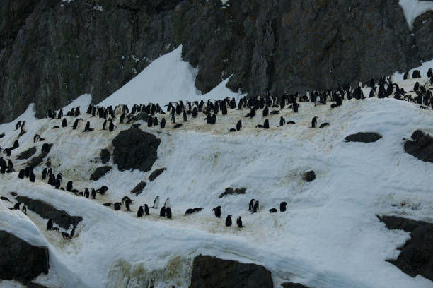 istock Antartica and its penguins 975287072