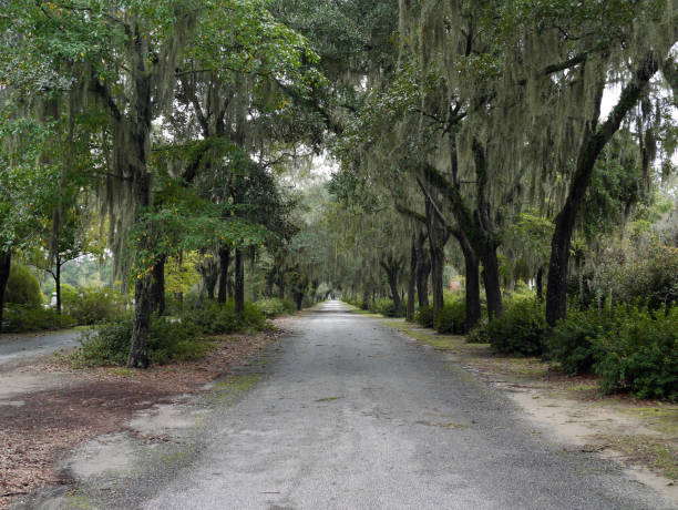 istock Country road lined with Magnolia trees. 975290810