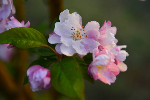 istock Chinese flowering crab-apple in spring 975300582