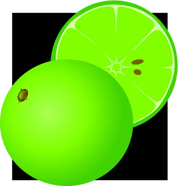 Lime vector art illustration