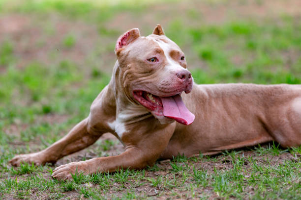 istock fighting dog in the park for a walk, Bull 975305526
