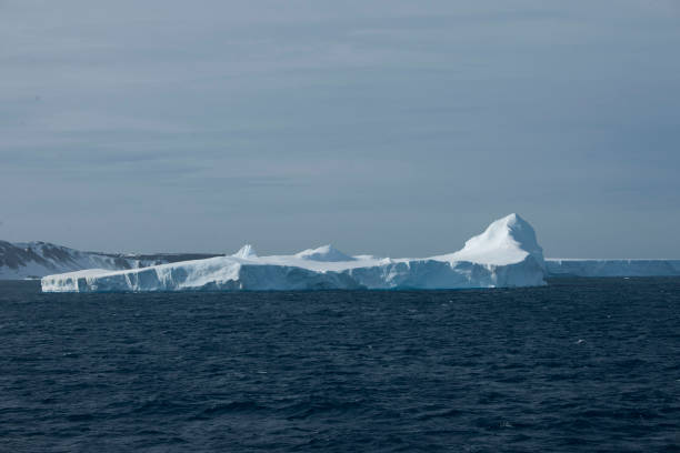istock Antartica and wild life 975307556