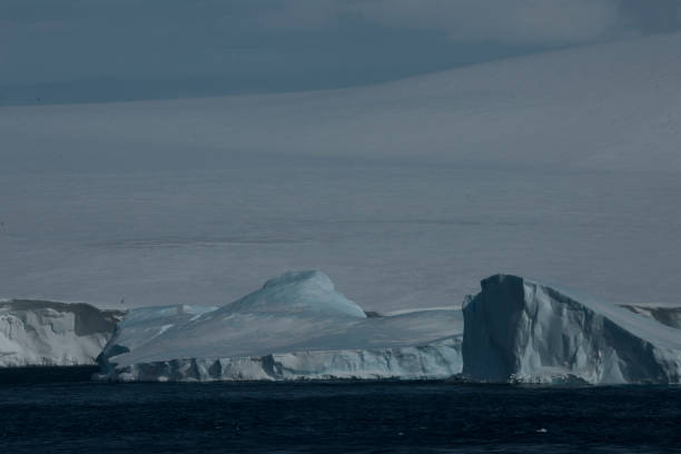 istock Antartica and wild life 975307650