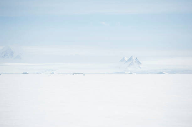 istock Antartica and wild life 975307826