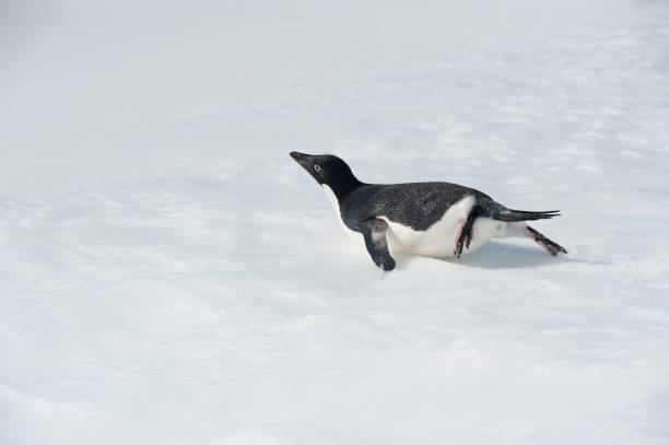 istock Antartica and wild life 975307860
