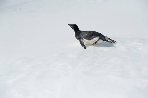 istock Antartica and wild life 975307880