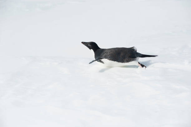 istock Antartica and wild life 975307882
