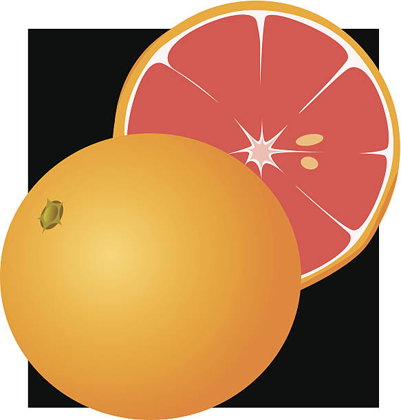 Grapefruit vector art illustration