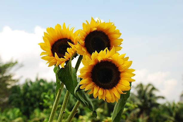 sunflowers stock photo