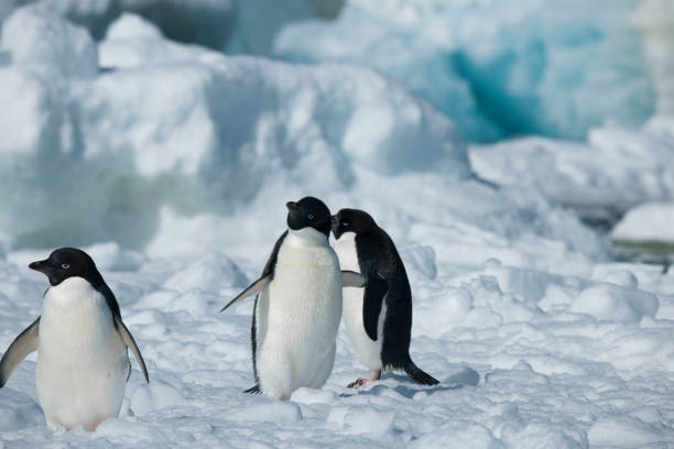 istock Antartica's beautiful landscape 975315934