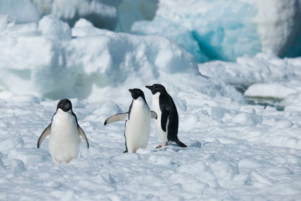 istock Antartica's beautiful landscape 975315944