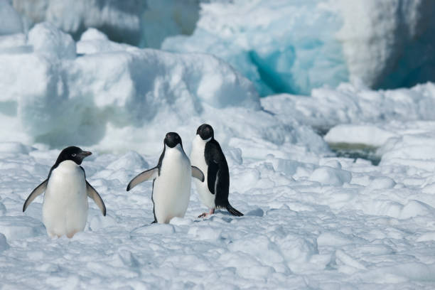 istock Antartica's beautiful landscape 975315946
