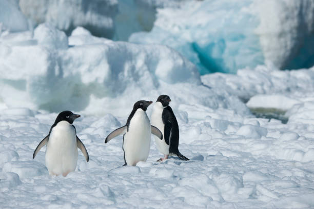 istock Antartica's beautiful landscape 975315960
