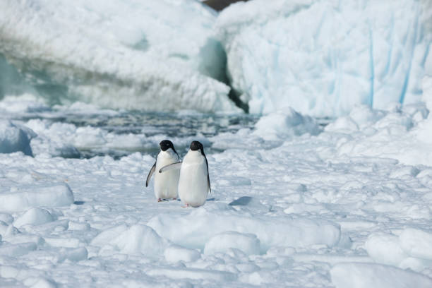 istock Antartica's beautiful landscape 975315962