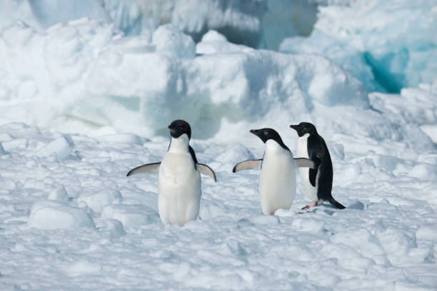 istock Antartica's beautiful landscape 975315986