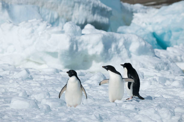 istock Antartica's beautiful landscape 975315996