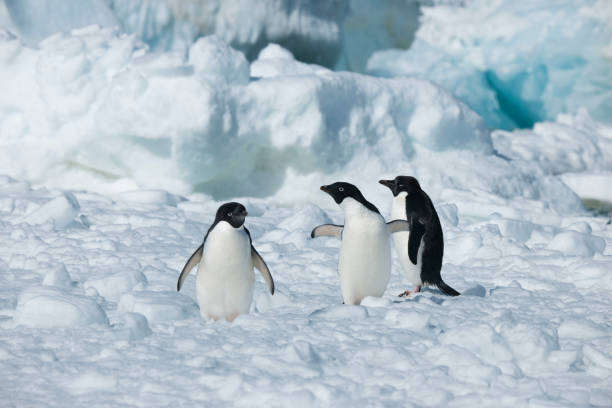 istock Antartica's beautiful landscape 975316000