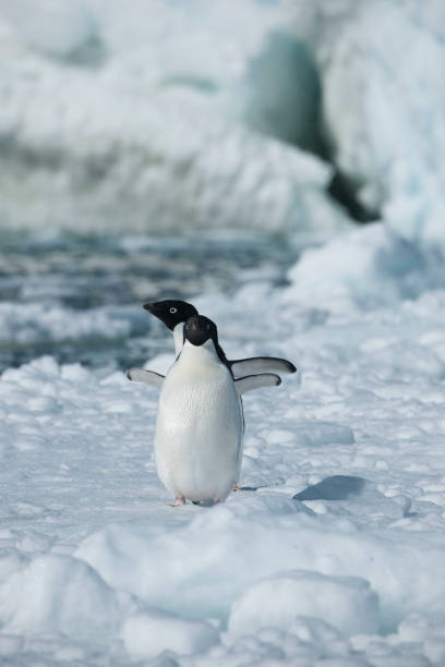 istock Antartica's beautiful landscape 975316010