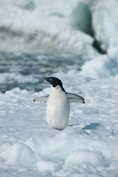 istock Antartica and its cute wildlife 975316482