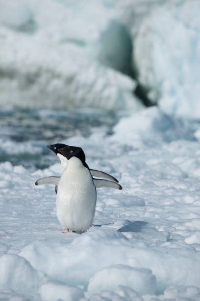 istock Antartica and its cute wildlife 975316486