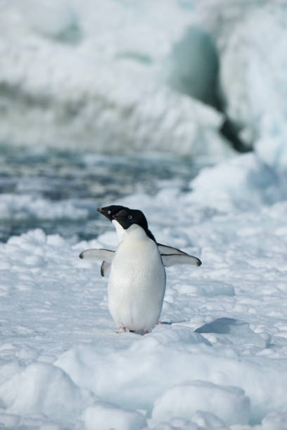 istock Antartica and its cute wildlife 975316488