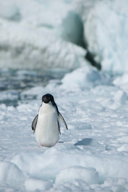 istock Antartica and its cute wildlife 975316512