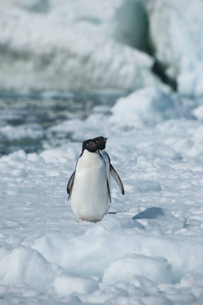 istock Antartica and its cute wildlife 975316514