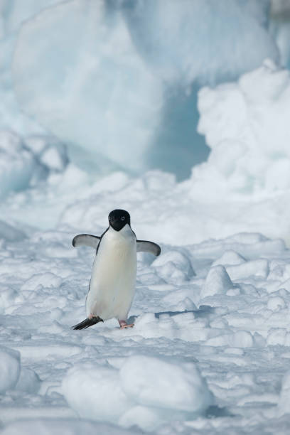istock Antartica and its cute wildlife 975316518