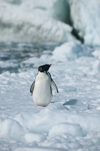 istock Antartica and its cute wildlife 975316522