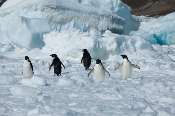 istock Antartica and its cute wildlife 975316550