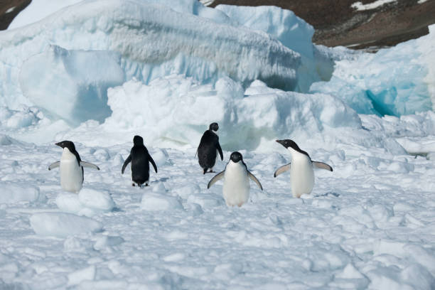 istock Antartica and its cute wildlife 975316562