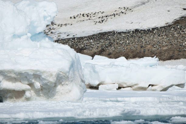 istock Antartica and its cute wildlife 975316642