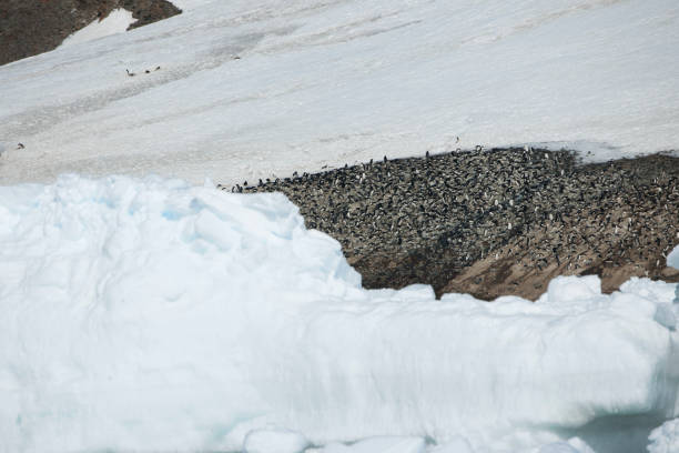 istock Antartica and its cute wildlife 975316654