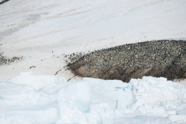 istock Antartica and its cute wildlife 975316706