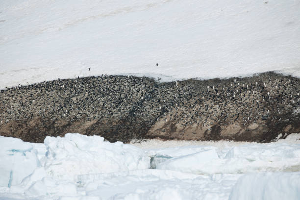 Antartica and its cute wildlife