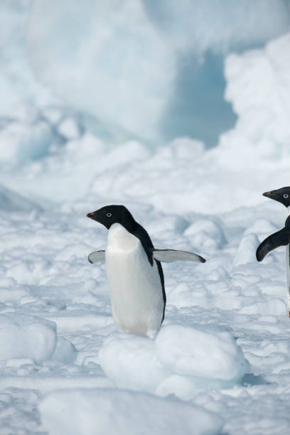 istock Antartica and its cute wildlife 975316758