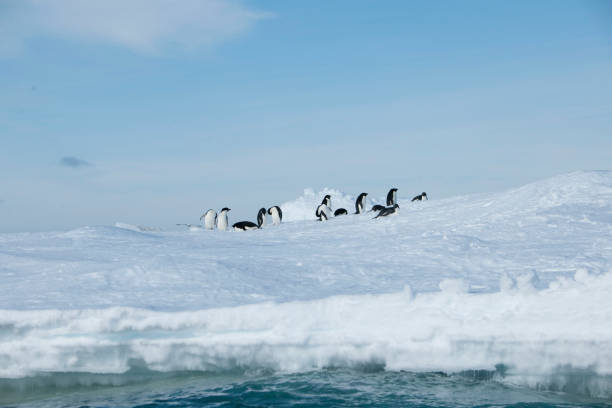 istock Antartica and its cute wildlife 975317070