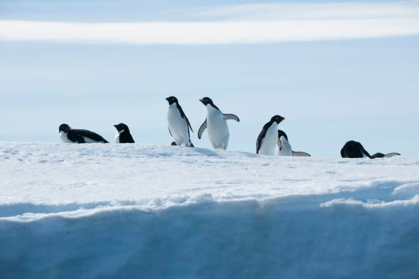 istock Antartica and its cute wildlife 975317078