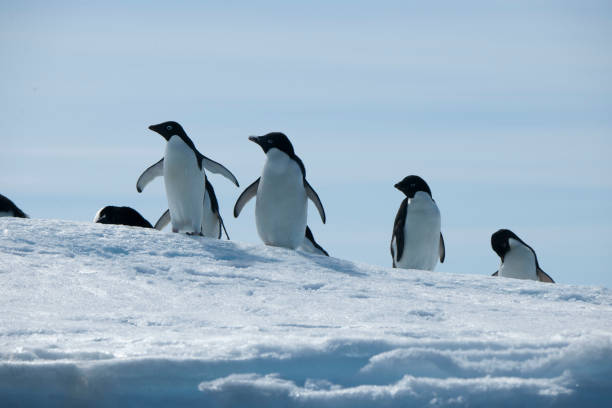 istock Antartica and its cute wildlife 975317082