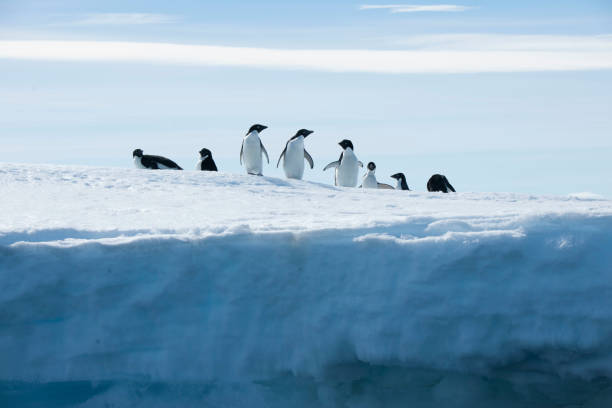 istock Antartica and its cute wildlife 975317088