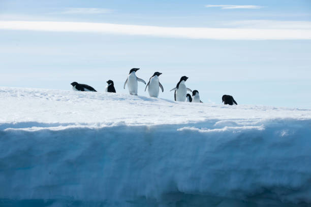 istock Antartica and its cute wildlife 975317096
