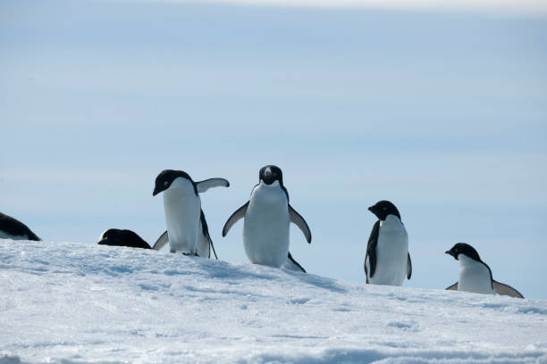 istock Antartica and its cute wildlife 975317102