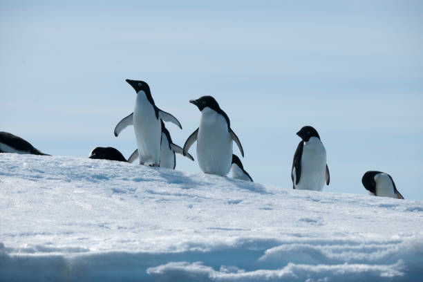 istock Antartica and its cute wildlife 975317116