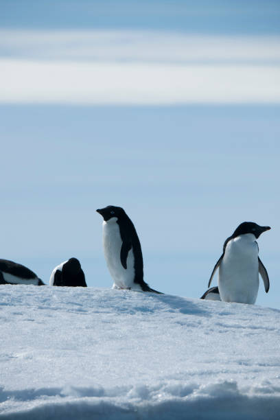 istock Antartica and its cute wildlife 975317152