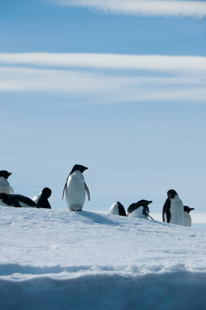 istock Antartica and its cute wildlife 975317198